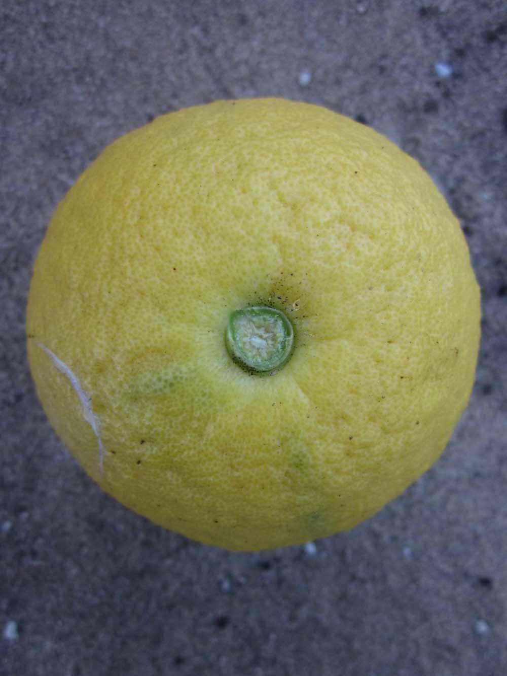            Fruit (Winter Haven, FL)   